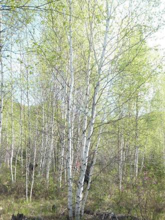 供應(yīng)白樺、叢生白樺