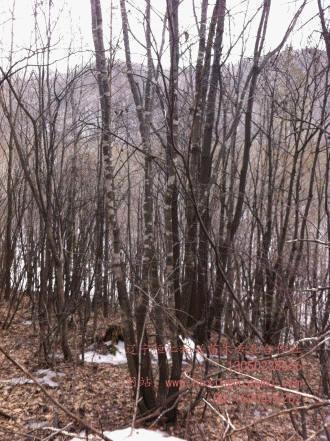 供應(yīng)白蠟、水曲柳、五角楓、蒙古櫟、水榆花楸等山地苗木