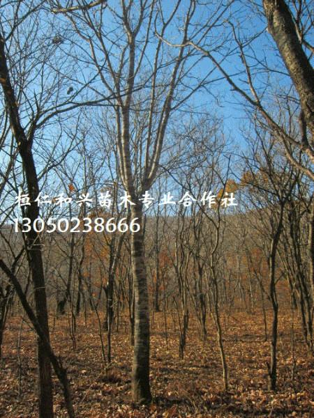 供應(yīng)白蠟、水曲柳、五角楓、蒙古櫟、水榆花楸等山地苗木