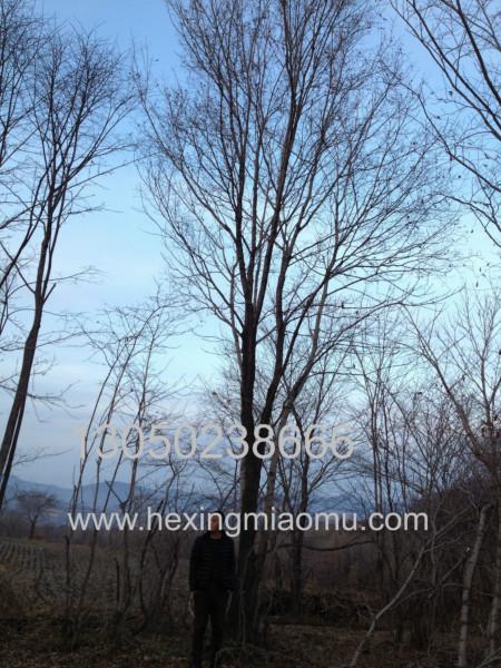 供應(yīng)10-18cm山丁子蒙古櫟五角楓