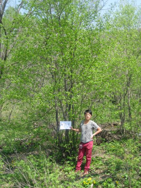 供應(yīng)山丁子 山槐報(bào)價(jià) 遼寧山丁子 山槐 刺槐苗 刺槐營(yíng)