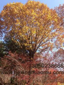 供應(yīng)蒙古櫟、叢生蒙古櫟