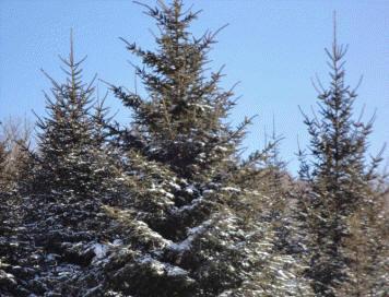 假青仟云杉刺槐苗，刺槐苗營養(yǎng)缽苗多少錢