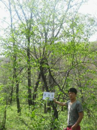 供應(yīng)臭李子 吉林靖宇和興苗木基地叢生臭李子 遼寧臭李子報(bào)價(jià)