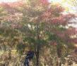 供應(yīng)元寶楓、叢生元寶楓、叢生五角楓、樹(shù)形優(yōu)美 遼寧*元寶楓價(jià)格