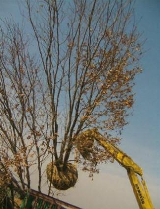 供應(yīng)大規(guī)格蒙古櫟，叢生蒙古櫟，4-10條桓仁和興苗木