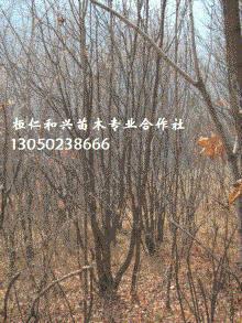 4個條叢生蒙古櫟每分支大于8cm圖片