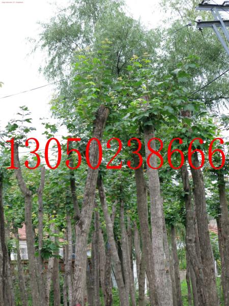 供應(yīng)2-5公分裸根截桿五角楓 遼寧桓仁和興苗木基地2-5公分五角楓