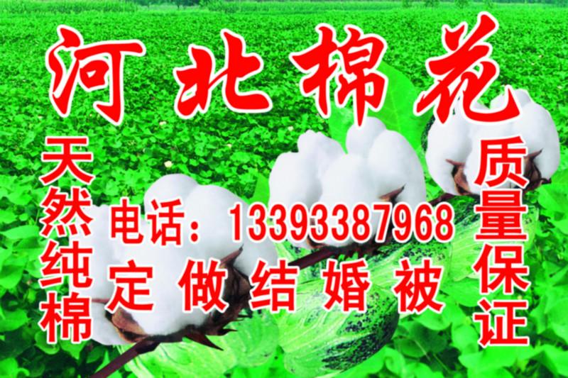 河北棉花圖片