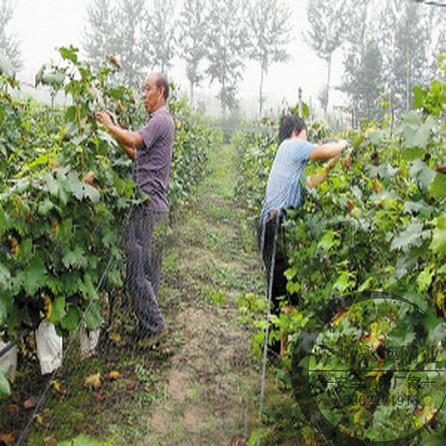 供應防鳥網(wǎng)機場防鳥網(wǎng)批發(fā)價格果園防鳥網(wǎng)葡萄園防鳥網(wǎng)生產(chǎn)廠家