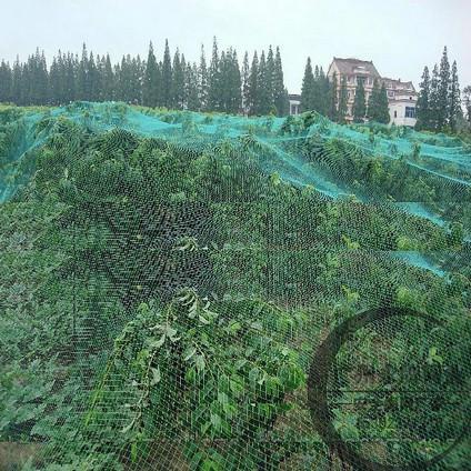 供應防鳥網(wǎng)機場防鳥網(wǎng)批發(fā)價格果園防鳥網(wǎng)葡萄園防鳥網(wǎng)生產(chǎn)廠家
