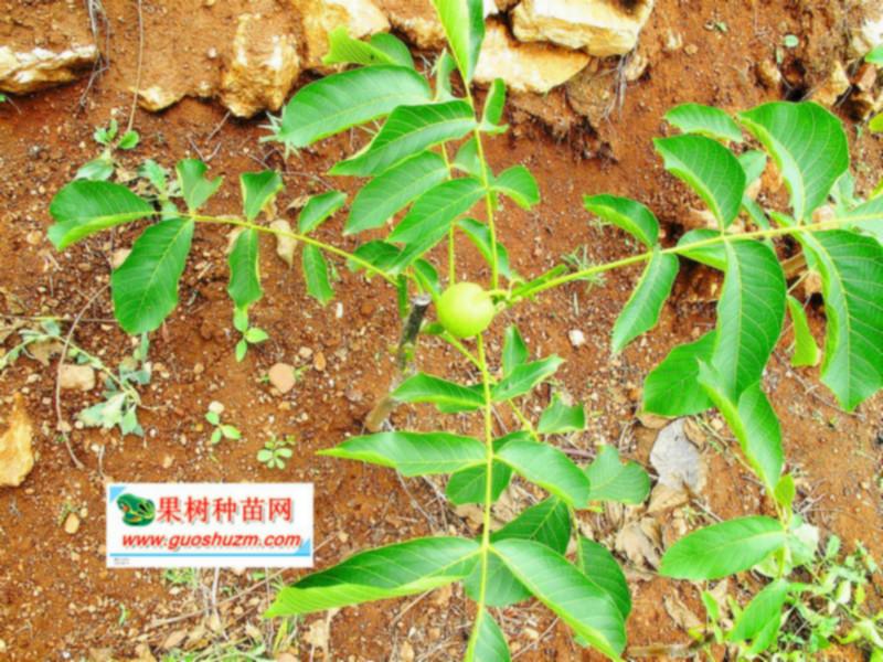 供應(yīng)30公分核桃原生苗，核桃原生苗價(jià)格，核桃苗