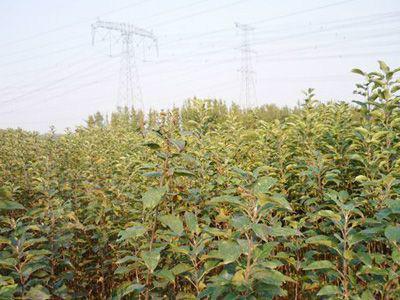 供應(yīng)紅富士蘋果苗價格