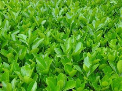 供應(yīng)冬青苗山東冬青苗冬青小苗