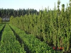 供應(yīng)北海道黃楊30公分以上北海道黃楊