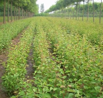 杏樹苗，杏樹苗價格，山東杏樹苗
