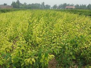 杏樹苗，杏樹苗價格，山東杏樹苗