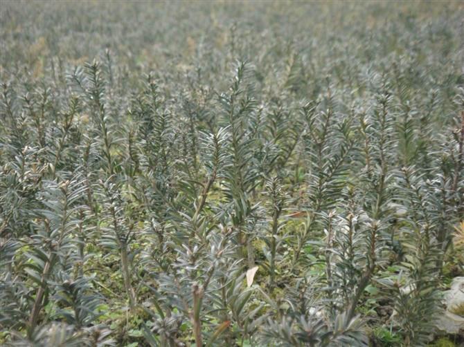 供應(yīng)曼地亞紅豆杉苗批發(fā)