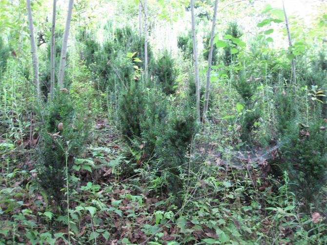 紅豆杉盆景種植基地圖片