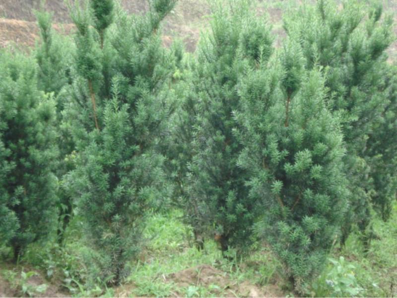 曼地亞紅豆杉樹苗基地直銷