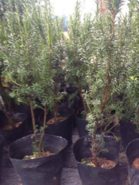 曼地亞紅豆杉袋裝盆景插桿盆景苗直徑2-3公分冠幅達(dá)到50公分