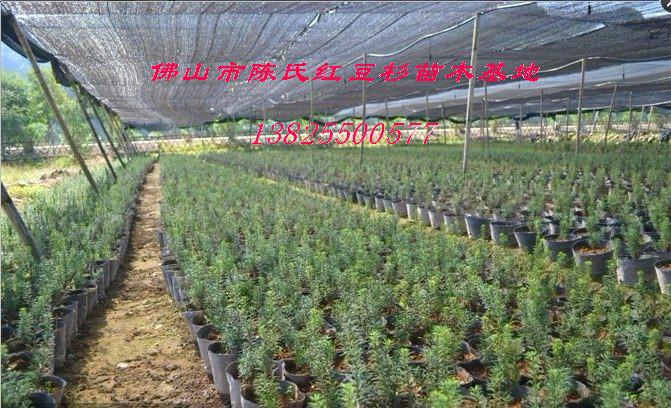 供應(yīng)曼地亞紅豆杉樹苗直銷