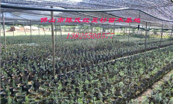 供應(yīng)曼地亞紅豆杉苗供應(yīng)商
