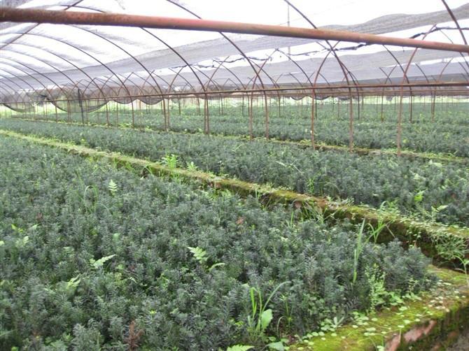 正宗曼地亞紅豆杉樹(shù)苗批發(fā)圖片