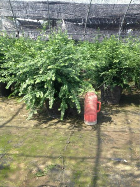 供應(yīng)南方紅豆杉盆景供應(yīng)商電話