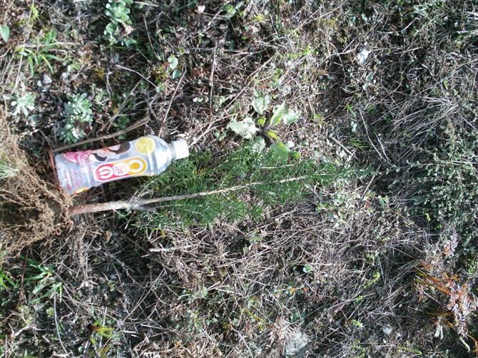 供應(yīng)紅豆杉盆景苗批發(fā)