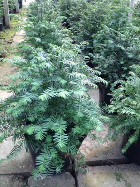 供應(yīng)南方紅豆杉盆景價格