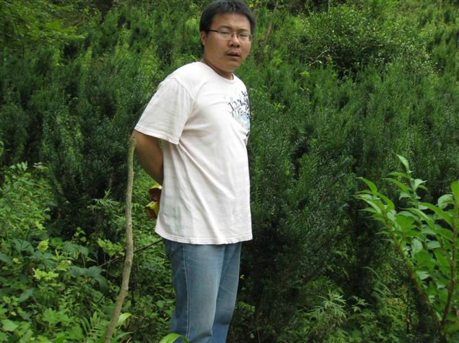 供應(yīng)曼地亞紅豆杉廠家批發(fā)