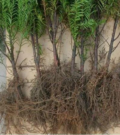 南方紅豆杉營養(yǎng)袋裝樹苗批發(fā)報(bào)價(jià)圖片