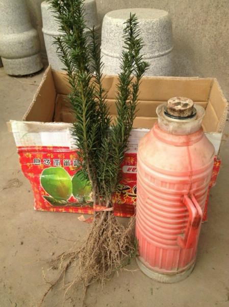 黔南曼地亞紅豆杉幼苗批發(fā)圖片