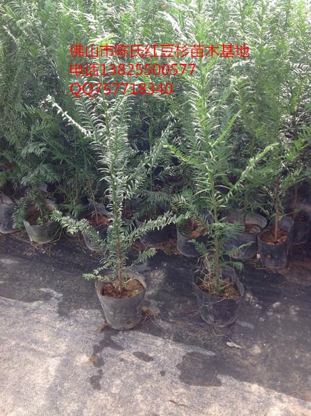 供應(yīng)南方紅豆杉杯苗直銷