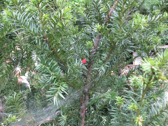 供應(yīng)南方紅豆杉盆景苗批發(fā)