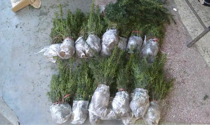 供應(yīng)紅豆杉盆景苗價(jià)格多少