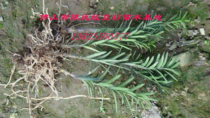 紅豆杉盆景樹(shù)苗批發(fā)報(bào)價(jià)圖片