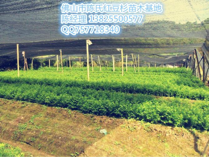 中山曼地亞紅豆杉樹苗圖片