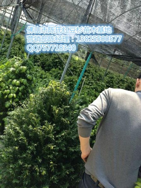 南方紅豆杉盆景種植基地圖片