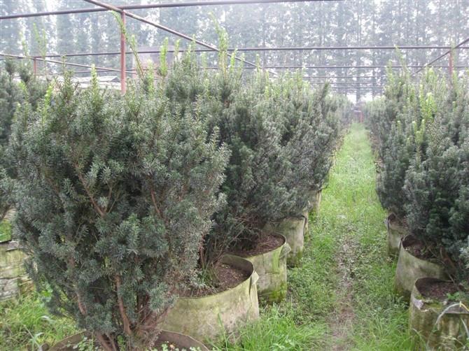 曼地亞紅豆杉苗批發(fā)圖片