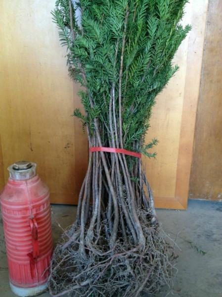 曼地亞紅豆杉樹(shù)苗價(jià)格圖片