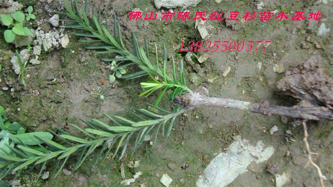 紅豆杉盆景樹供應(yīng)商圖片