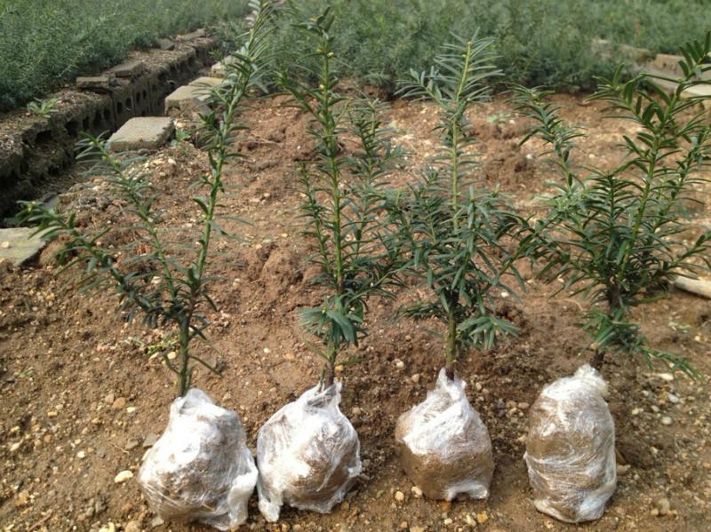 供應(yīng)*曼地亞紅豆杉樹苗批發(fā)