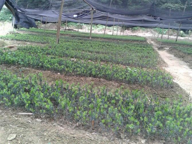 唐山曼地亞紅豆杉幼苗供應電話圖片