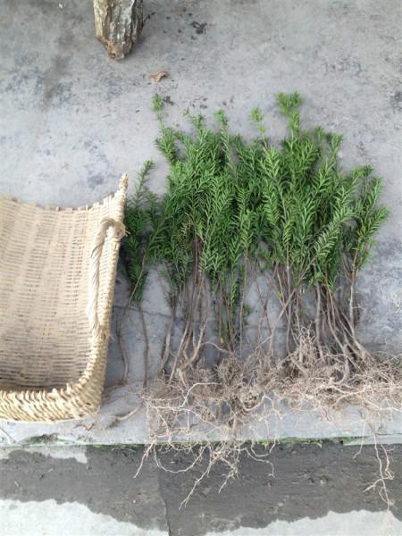 曼地亞紅豆杉苗供應(yīng)圖片