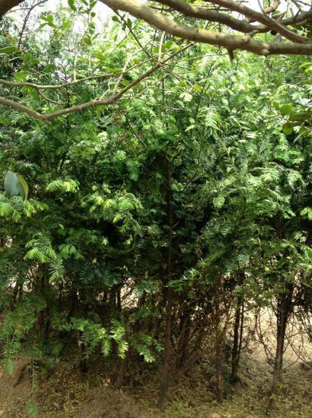 供應(yīng)紅豆杉盆景直銷