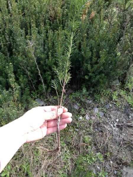 曼地亞紅豆杉苗種植圖片