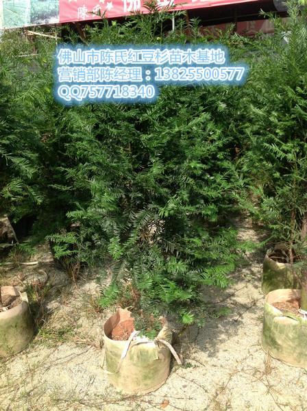 南方紅豆杉盆景批發(fā)圖片