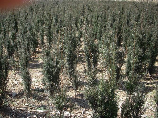 供應(yīng)紅豆杉盆景苗價(jià)格